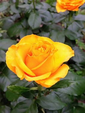 Bahçe yaz sarı Rosa.