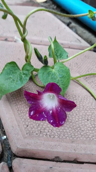 Little flowers on the road