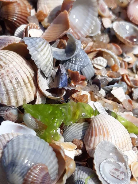 Seashore with shells and seaweed