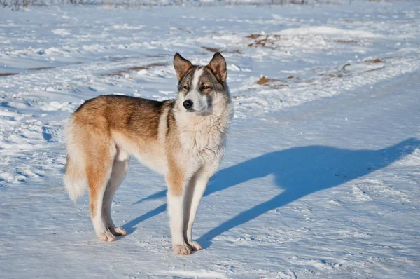 Stray dog on a white background on a frosty day