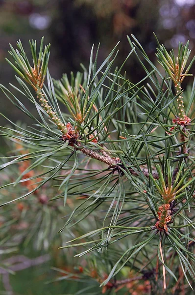 Forest picture New pine branch in the forest close up