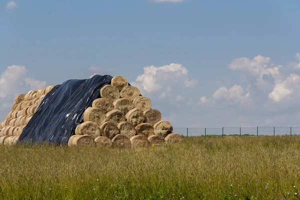 Harvesting hay for the winter. Agriculture in the summer. The hay storage shed full of bales hay on farm.