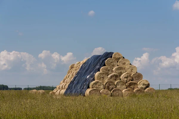 Harvesting hay for the winter. Agriculture in the summer. The hay storage shed full of bales hay on farm.