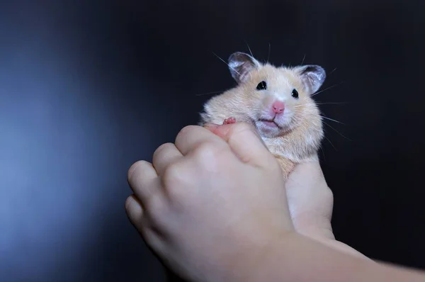 Little Hamster Named Mandarin — Stock Photo, Image