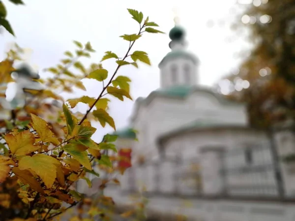 Das Laub Der Bäume Herbst Vor Dem Hintergrund Der Alten — Stockfoto