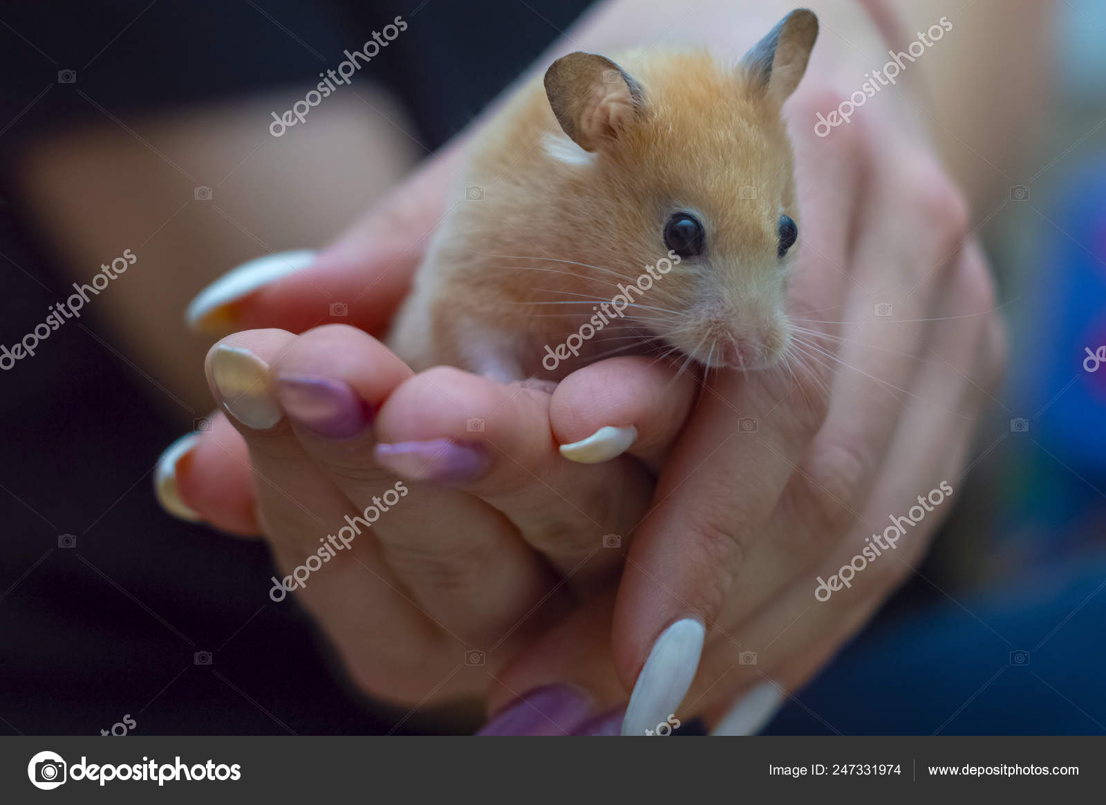 Hamster Arms Adult Girl Colored Nails Painted Stock Photo C Essffes Hamster Arms Adult Girl Colored Nails Painted Stock Photo C Essffes