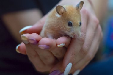 Hamster renkli çivi ile yetişkin bir kızın kollarında boyalı