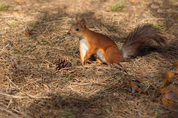 Squirrel Orange Gray Specks Runs Spring Forest Siberia Nature — Stock Photo, Image