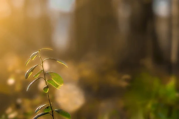 Lingon Twig Skogen Solens Strålar Selektivt Fokus — Stockfoto