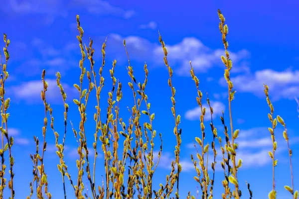 Grenar Vide Med Svullna Knoppar Mot Bakgrund Frodig Blå Himmel — Stockfoto