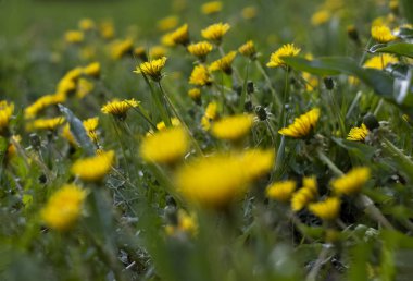 izole, beyaz, eski, hayvan, paslı, metal, alet, çerçeveler, doğa, kahverengi, pas, arka plan, afiş, iş, sermaye, bulut, kolaj, konsept, ülke, tasarım, dijital, ekran, elektronik, avrupa, avrupa, bayrak, fransa, fransızca, oyun, illüstrasyon, 