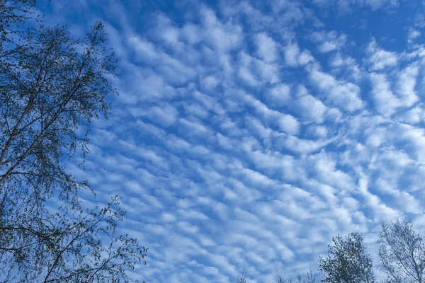 Cielo Blu Molte Nuvole Cumulus — Foto Stock