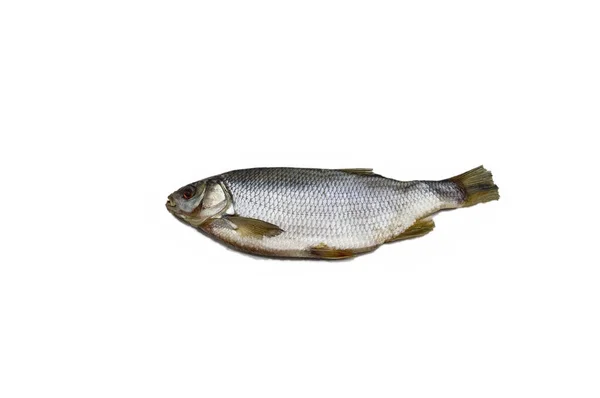 Pescado Vobla Seco Aislar Sobre Fondo Blanco — Foto de Stock