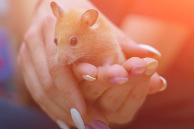 Hamster renkli tırnakları boyalı yetişkin bir kızın kollarında. Ön görünüm