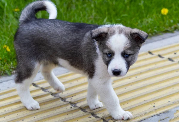 Söt Valp Grå Hund Med Blå Ögon Går Längs Trottoaren — Stockfoto