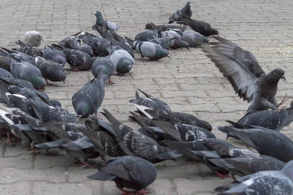 通りの歩道にはたくさんの鳩がいる 正面図 — ストック写真