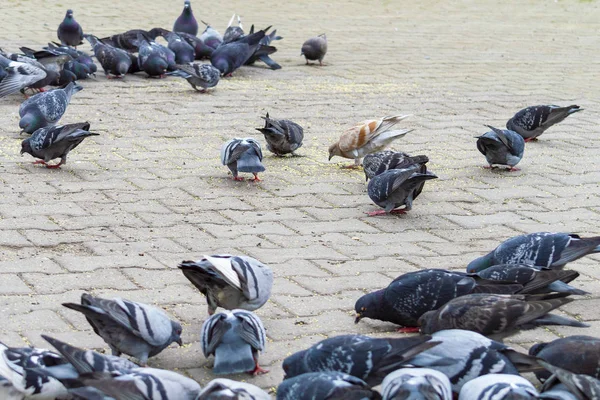 通りの歩道にはたくさんの鳩がいる 正面図 — ストック写真