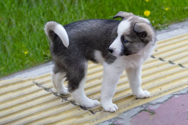 Cute Puppy Gray Dog Blue Eyes Walking Pavement City Front — Stock Photo, Image