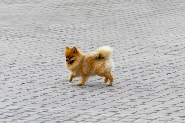 Pies Rasy Spitz Biegnie Wzdłuż Chodniku Widok Boku — Zdjęcie stockowe