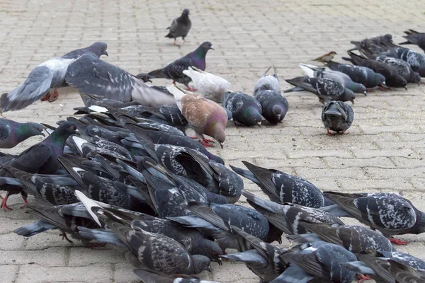 Viele Tauben Auf Dem Bürgersteig Der Straße Frontansicht — Stockfoto
