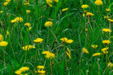 Yeşil çimenler ve çiçekli karahindibalar. Üst ön görünüm