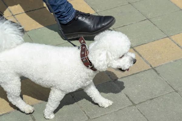 Cane Bianco Barboncino Corre Lungo Marciapiede Con Suo Proprietario Vista — Foto Stock