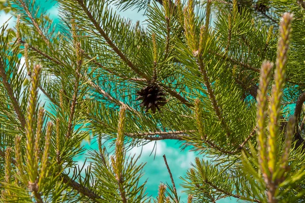 Ramos Pinheiro Florescente Com Cones Contra Cor Turquesa Céu Nuvens — Fotografia de Stock