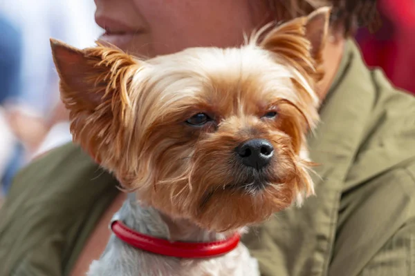 Hostes elinde kahverengi güzel köpek. Ön görünüm
