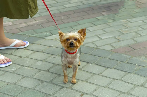 Brown Bellissimo Cane Guinzaglio Gambe Padrona Vista Frontale Dall Alto — Foto Stock