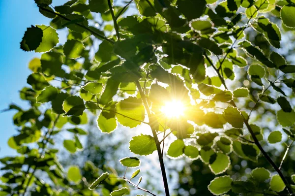 太阳透过西伯利亚森林中植物的绿叶向外看 底部视图 — 图库照片