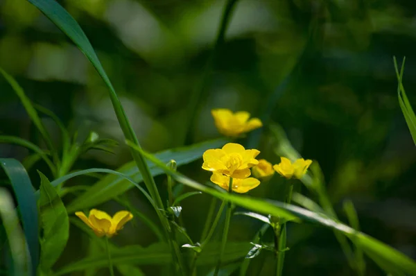 Flores Amarelas Brilhantes Fundo Vegetação Floresta Siberiana Vista Frontal — Fotografia de Stock