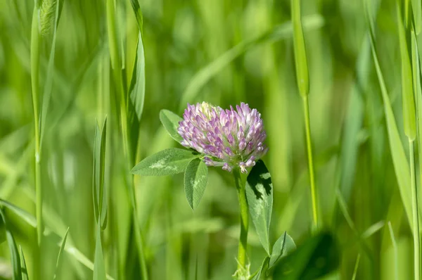 Koniczyna Kwiat Syberyjskim Lesie Widok Przodu — Zdjęcie stockowe