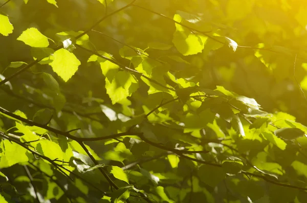 Березові Листя Промені Сонця Лісі Сибіру Вид Спереду — стокове фото