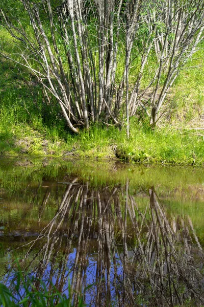 Arbusto Muitos Ramos Lago Reflexo Água Natureza Sibéria — Fotografia de Stock