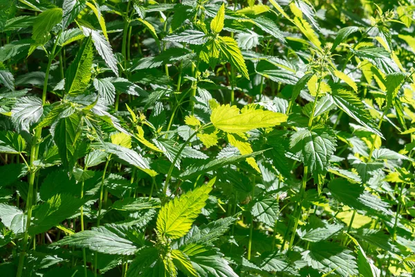 Lot Green Nettle Rays Sun Afternoon Front Top View — Stock Photo, Image