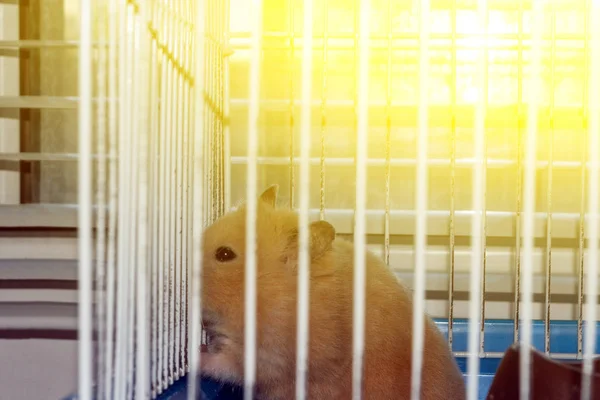 Red Hamster Cage Setting Sun Window Side View — Stock Photo, Image