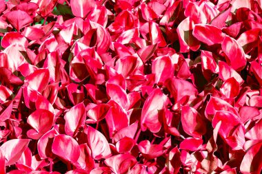 Bitkinin yaprakları kırmızı rendir. Yukarıdan görüntüle