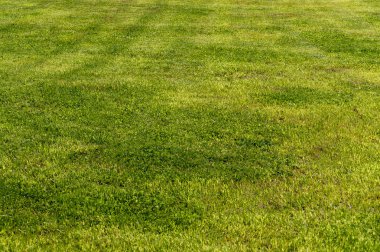 Sarı-yeşil çimenlik. Shorn çimenliği. Ön görünüm