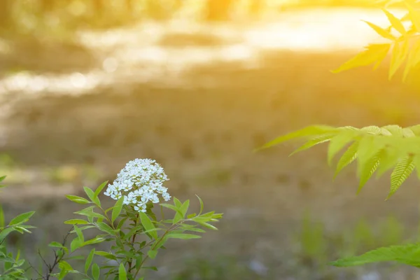 Blommor Viburnum Träd Solnedgången Solen Stadsparken Framifrån — Stockfoto