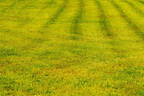 Żółto Zielony Trawnik Pozbawiony Trawnika Widok Przodu — Zdjęcie stockowe