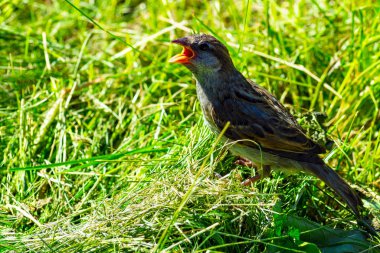 Yeşil çimenlikte ağzı açık genç serçe. Yukarıdan ön görünüm
