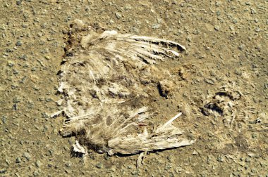 Gri asfaltta ölen ışık güvercininkalıntıları, tüyleri ve kemikleri. Yukarıdan görüntüle