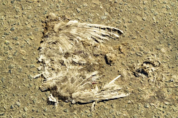 Remains Feathers Bones Deceased Light Dove Gray Asphalt View — Stock Photo, Image