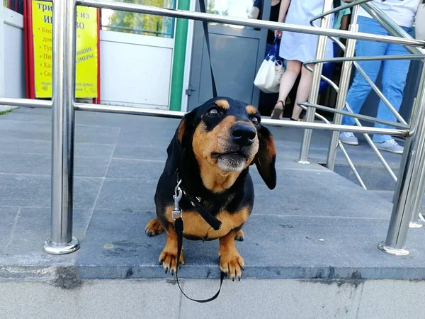 店の前で結ばれたひもの上の犬ダックスフント 正面図 — ストック写真