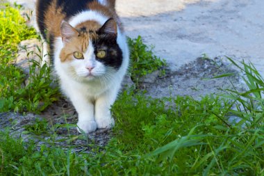 Doğada bulunan tombul ev kedisi. İleri bakıyor. Ön görünüm.