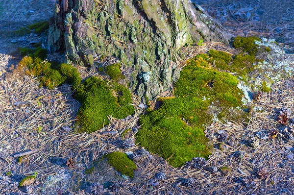 Groene Siberische Mos Buurt Van Een Grote Boom Het Bos — Stockfoto