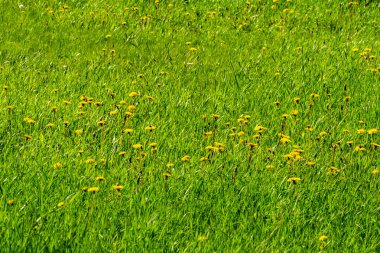 Çim ve sarı karahindiba üzerinde yeşil çim. Yaz. Ön görünüm