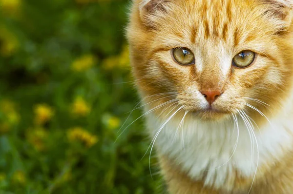 Orange Färg Katt Framifrån Kopiera Utrymme — Stockfoto