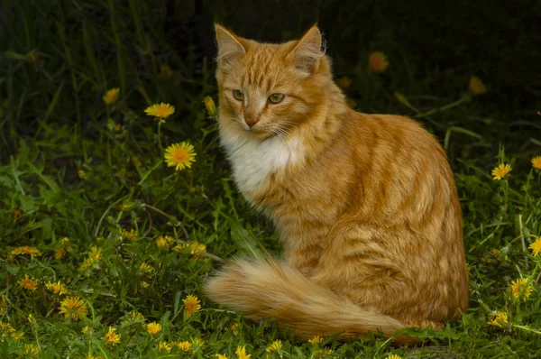 Apelsinfärgad Katt Bakgrund Gula Blommande Maskrosor Och Grönt Gräs Framifrån — Stockfoto