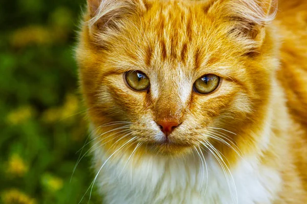 Orange Färg Katt Framifrån Porträtt — Stockfoto